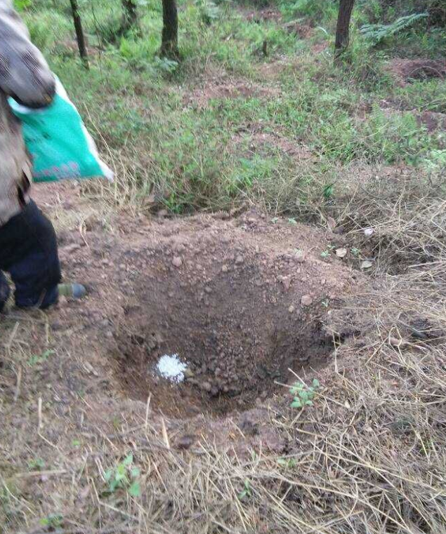 石城山工区施底肥，，，，，，，苗木修剪及栽植2.png