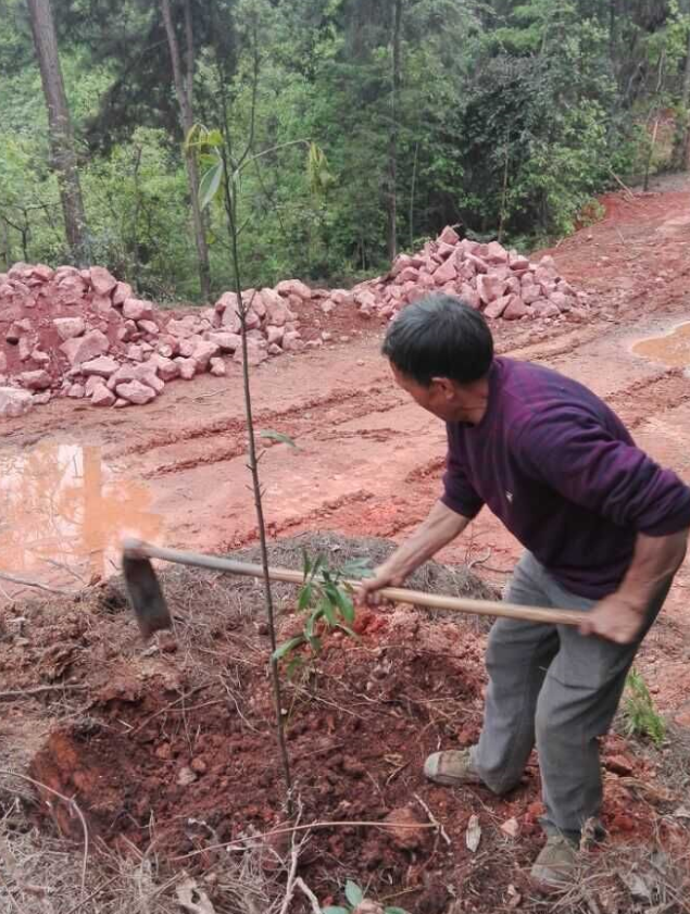 石城山工区施底肥，，，，，，，苗木修剪及栽植4.png